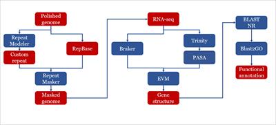 Comparative Analysis of Clinical and Environmental Strains of Exophiala spinifera by Long-Reads Sequencing and RNAseq Reveal Adaptive Strategies